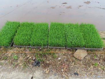 昔の農家の方々の苦労を体験！～５年田植え終わる～
