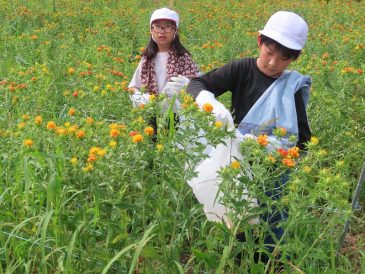 紅花摘み体験！～日本の紅をつくる町に貢献！～